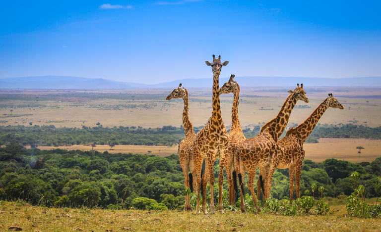 exploring the east african wildlife safaris