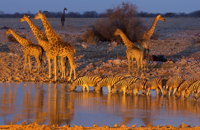 etosha national park