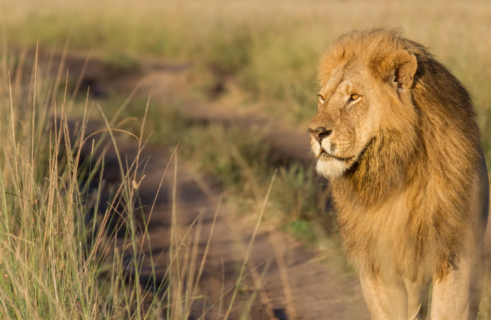 EAST AFRICAN WILDLIFE SAFARI